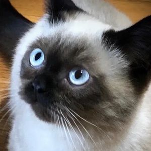 Meet your Posher, James